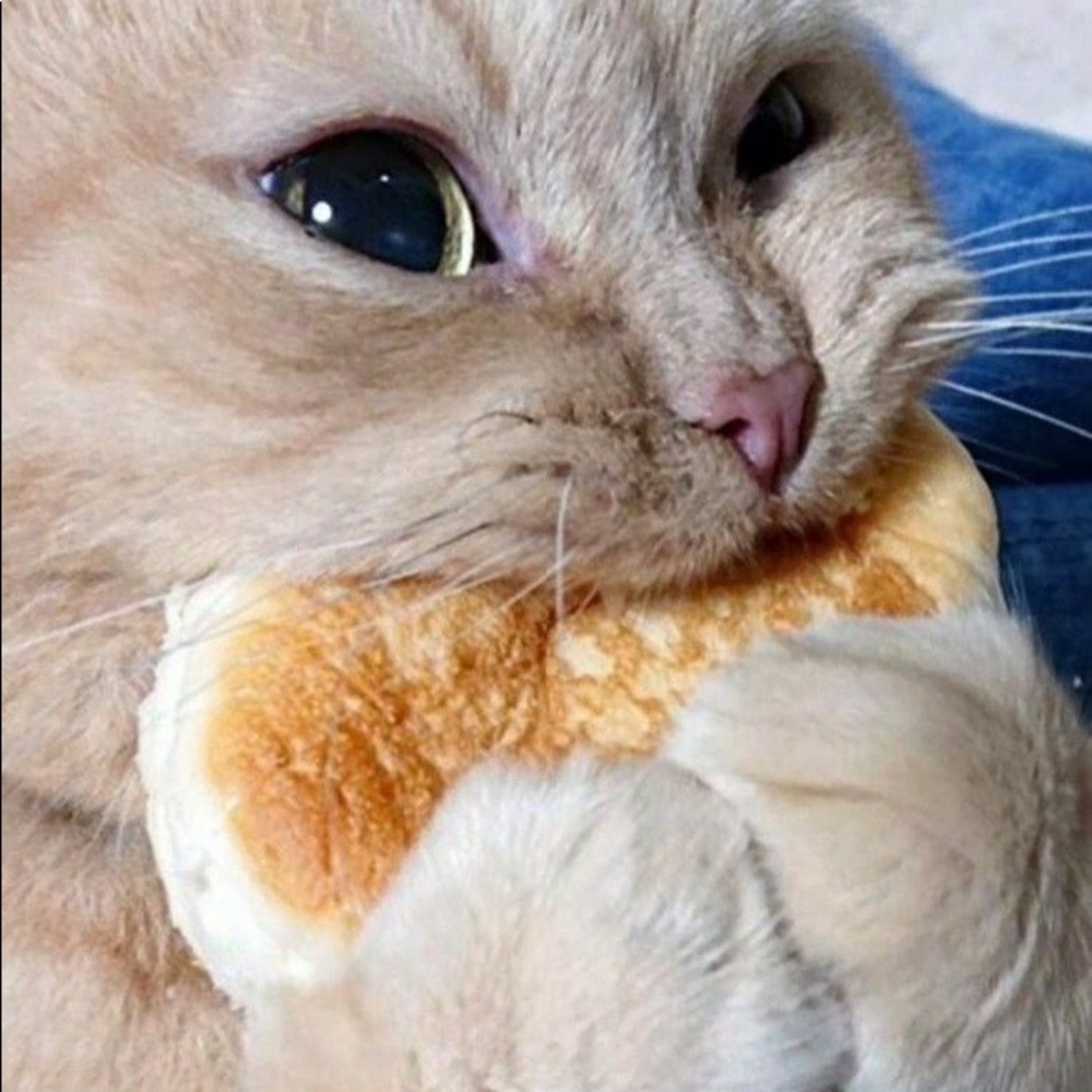 Meet your Posher, Barbara